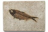 Exqusite Fossil Fish (Knightia) - Wyoming #356820-1